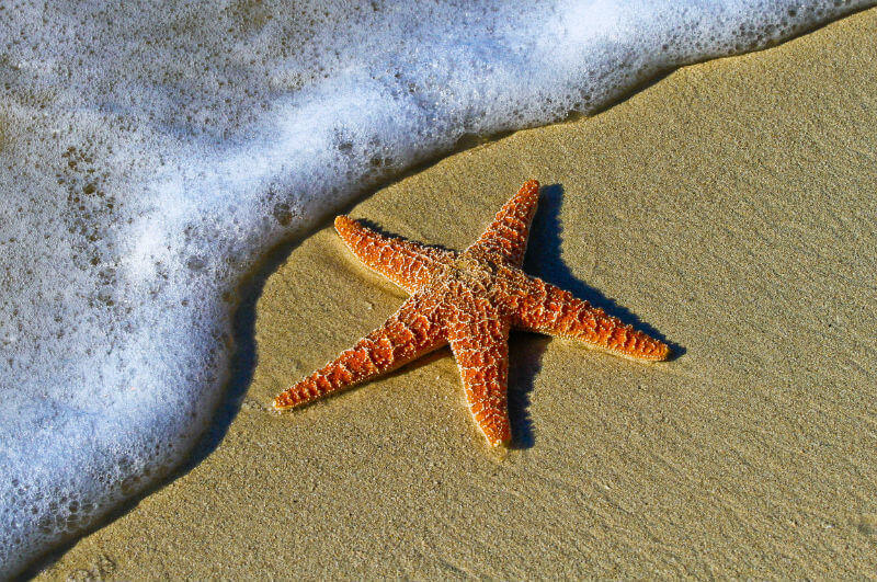 dead starfish on beach